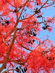 arbol-de-fuego-monica-helena